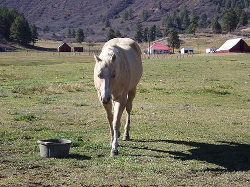 Foundation Palamino Stallion